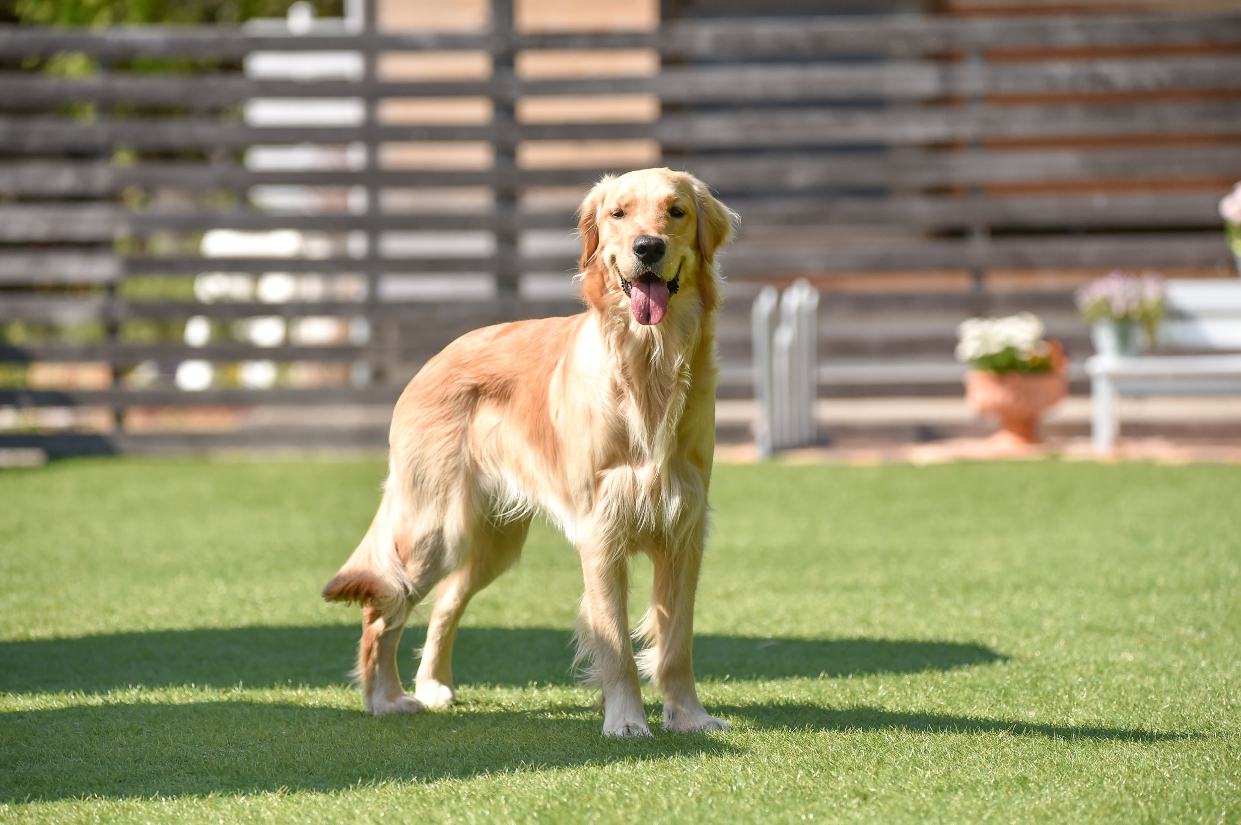 artificialturf_dogg