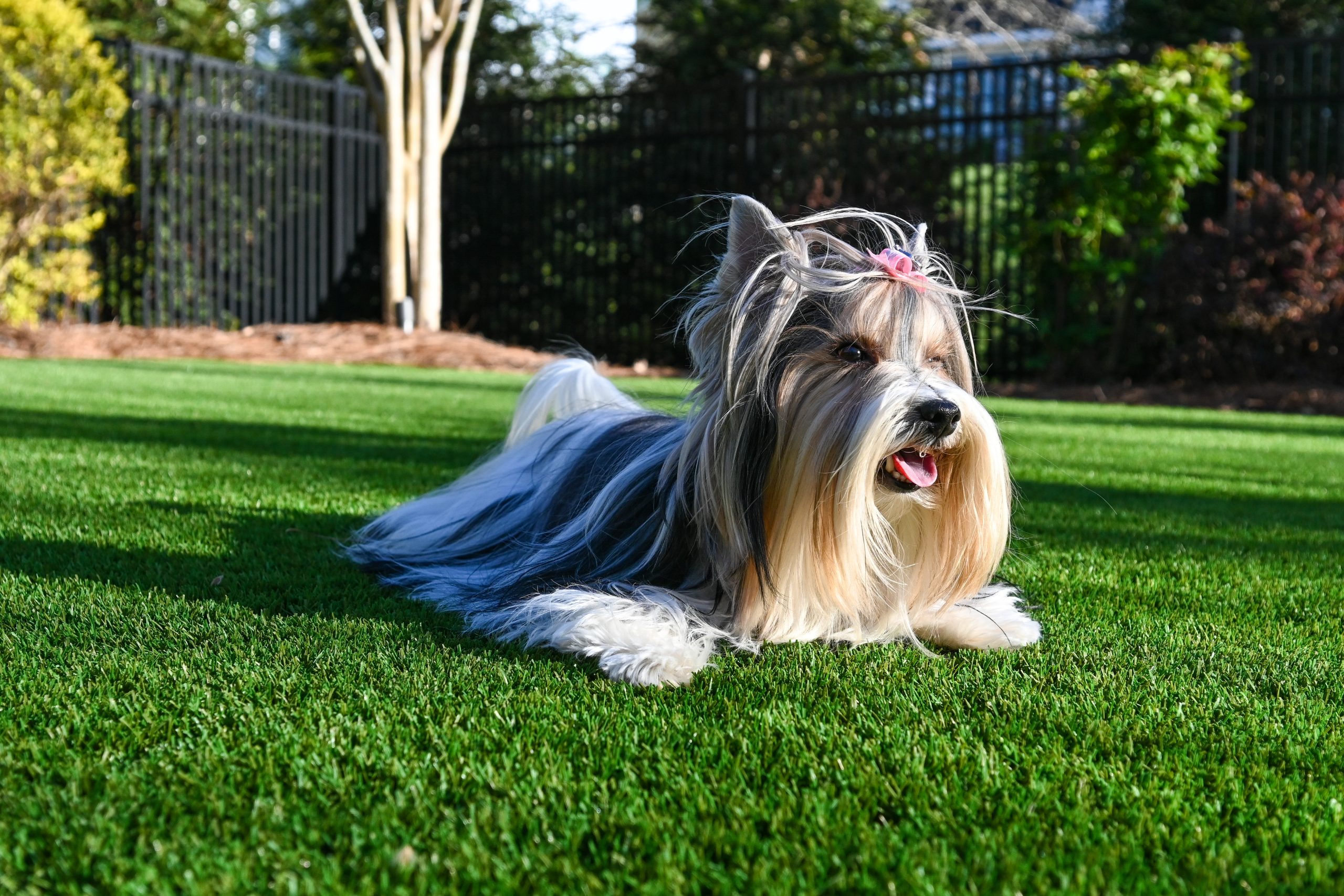 pet turf
