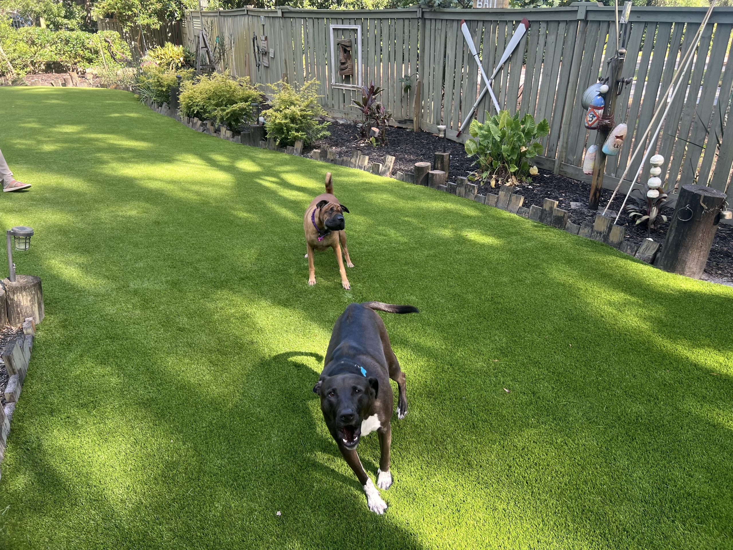 Two dogs sprint toward the camera across a sunny, well-manicured backyard lawn with a wooden fence and garden beds along the edge.