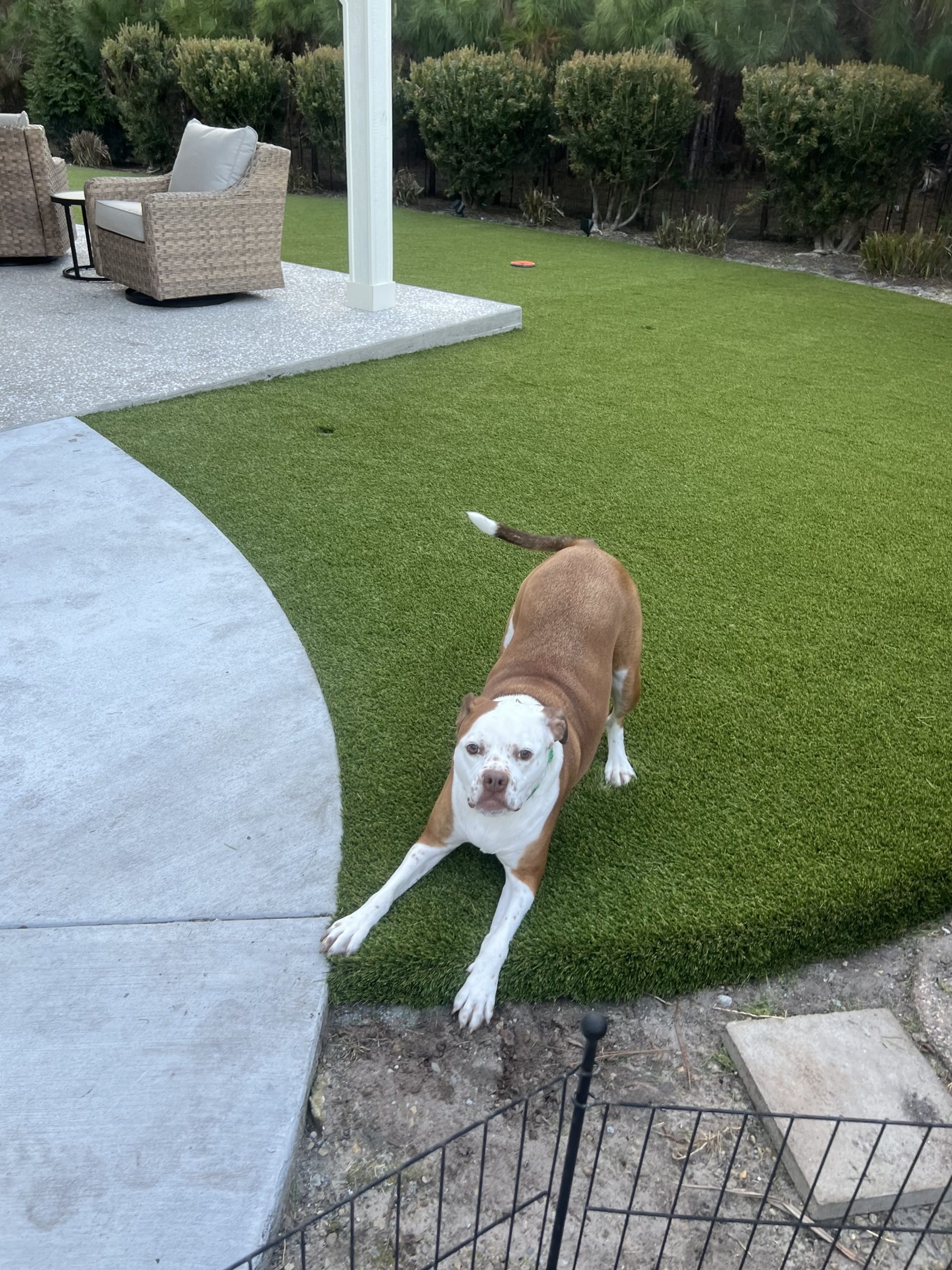 Dog with brown and white coat lying on a green artificial lawn next to a concrete patio and wicker outdoor furniture.