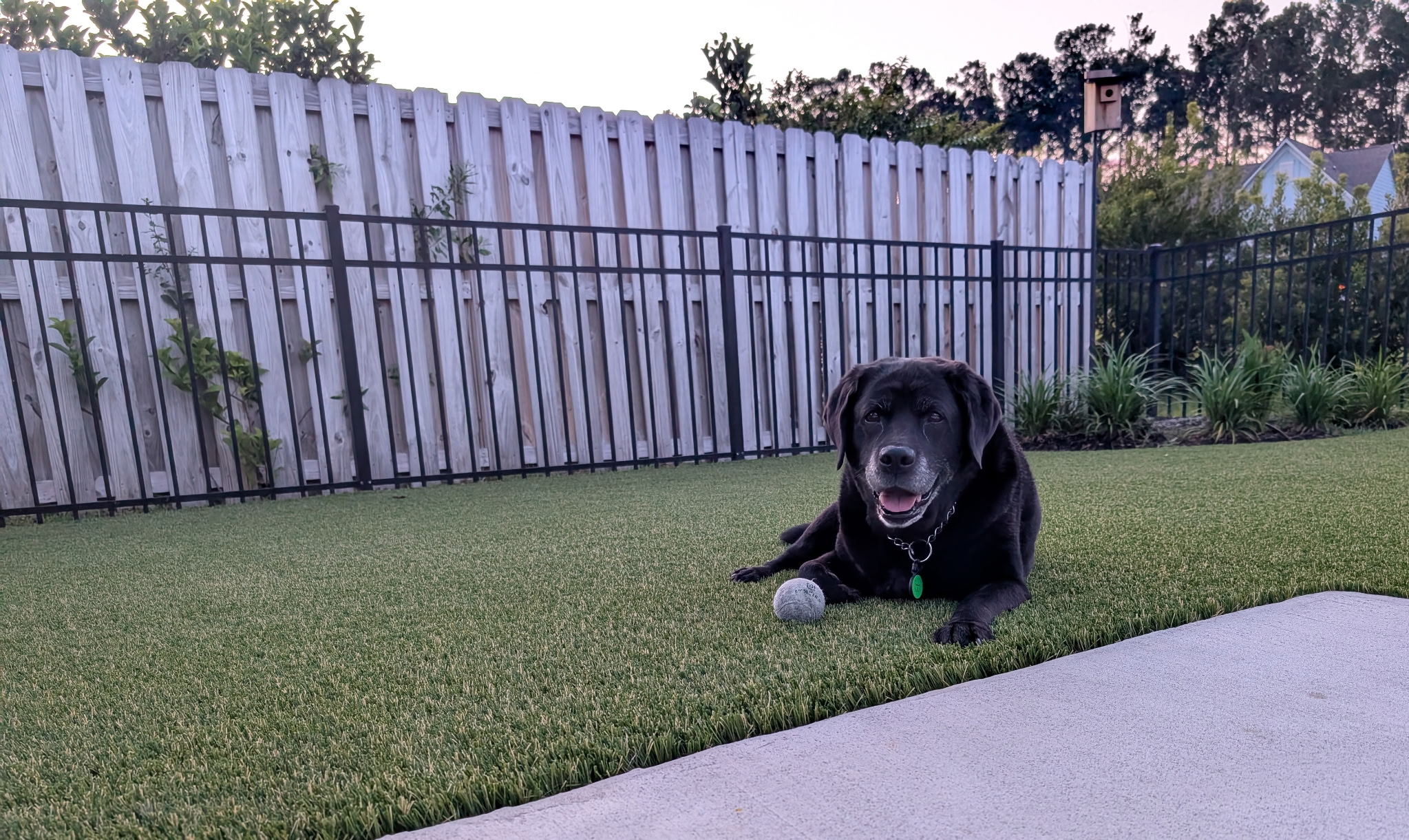 Black dog lying on green artificial turf with a ball nearby in a fenced backyard