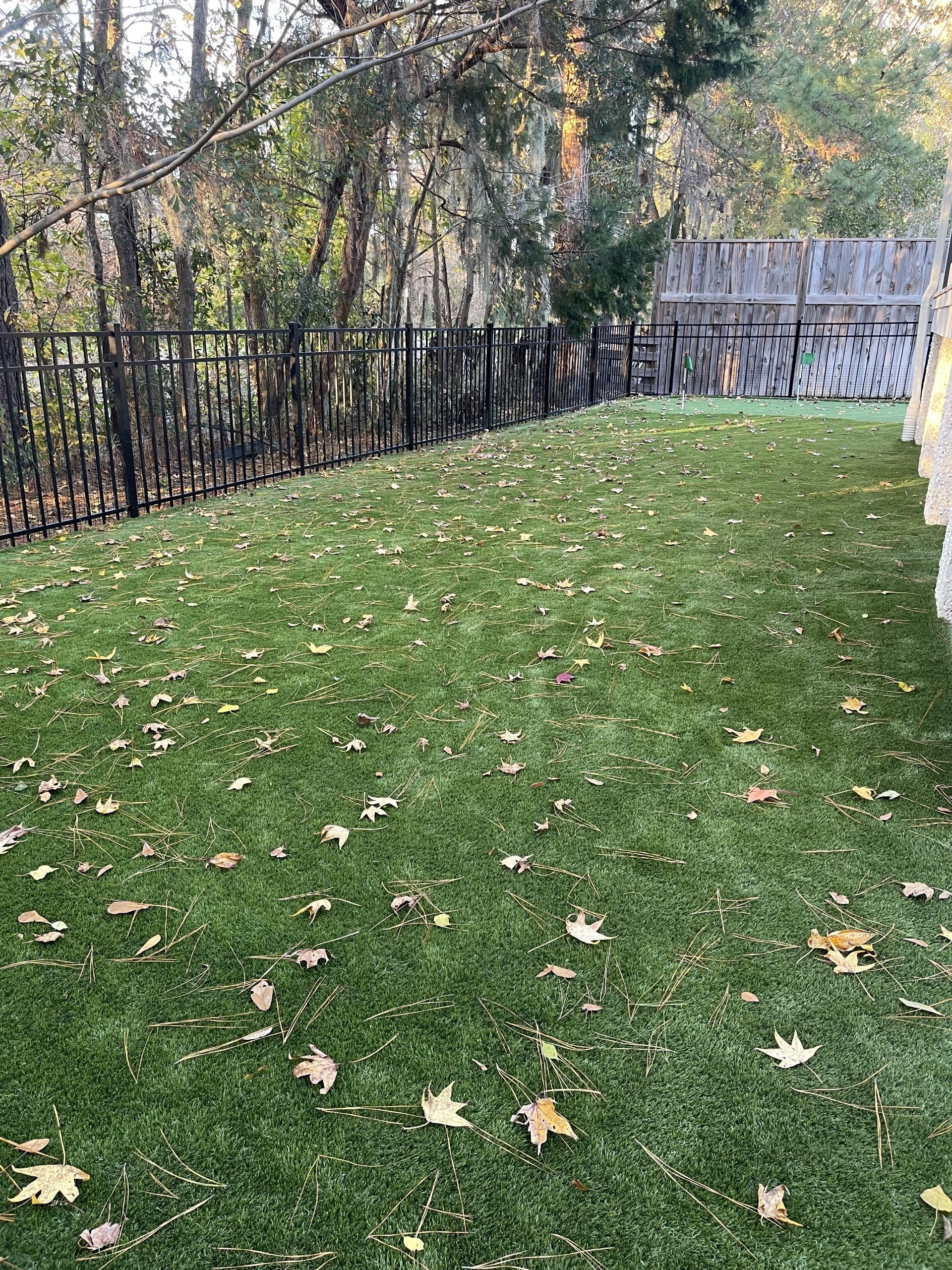 artificial turf leaves 3 Backyard lawn with scattered autumn leaves, a black metal fence along the left, and a wooden privacy fence in the back. Trees loom beyond the yard.